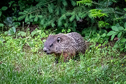 Photos Marmotte